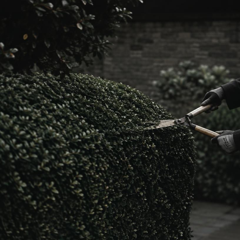 Hedge trimming